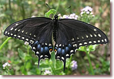 Black Swallowtail Butterfly Release