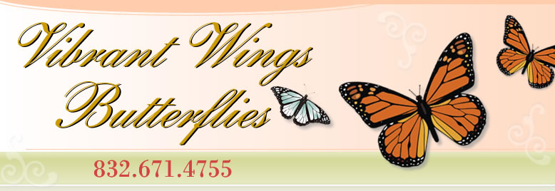 Vibrant Wings Butterflies - Call us 832-671-4755