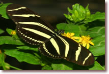 Zebra Longwing Butterfly Release