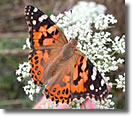 Painted Lady Butterfly Pricing